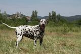 DALMATIEN 359